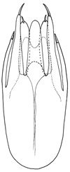 bifidus